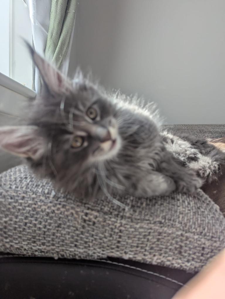 Maine Coon Kitten 