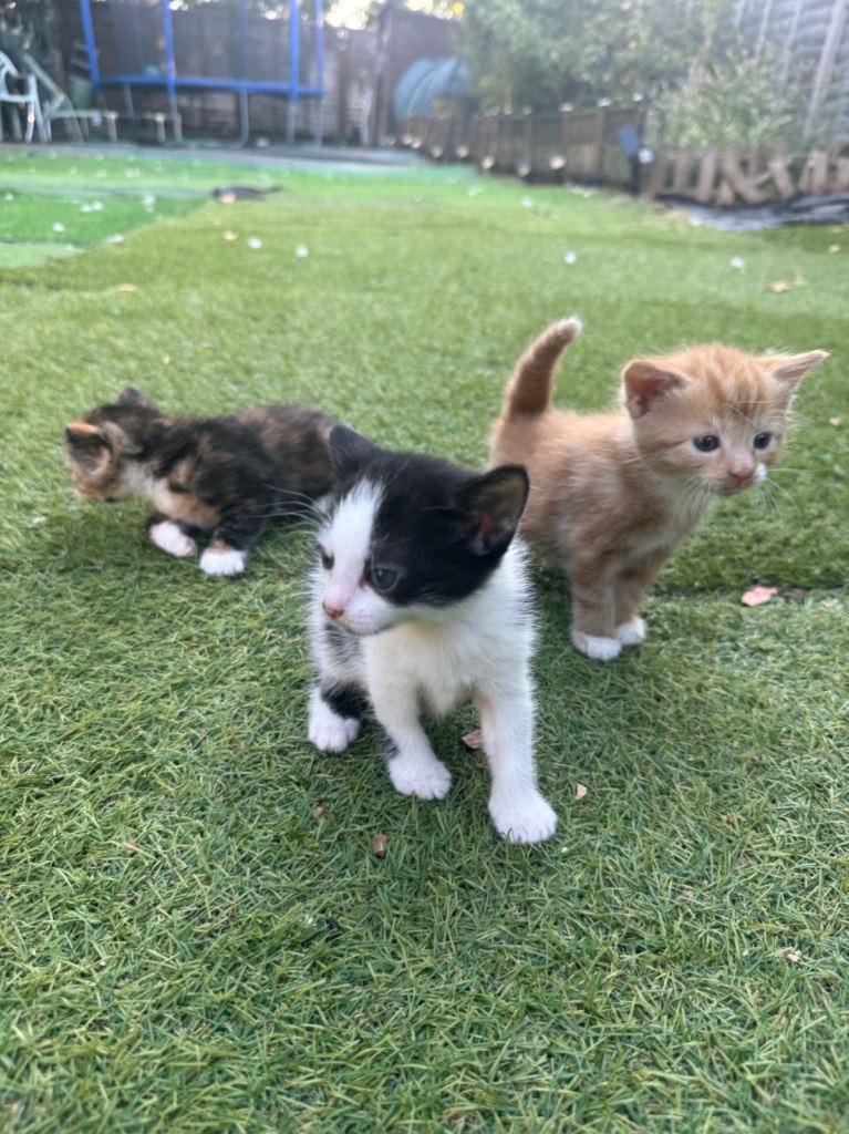 Lovely mixed kittens 