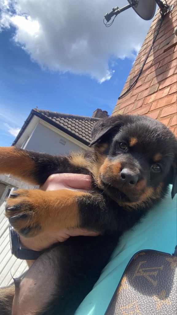 Rottweiler puppies 