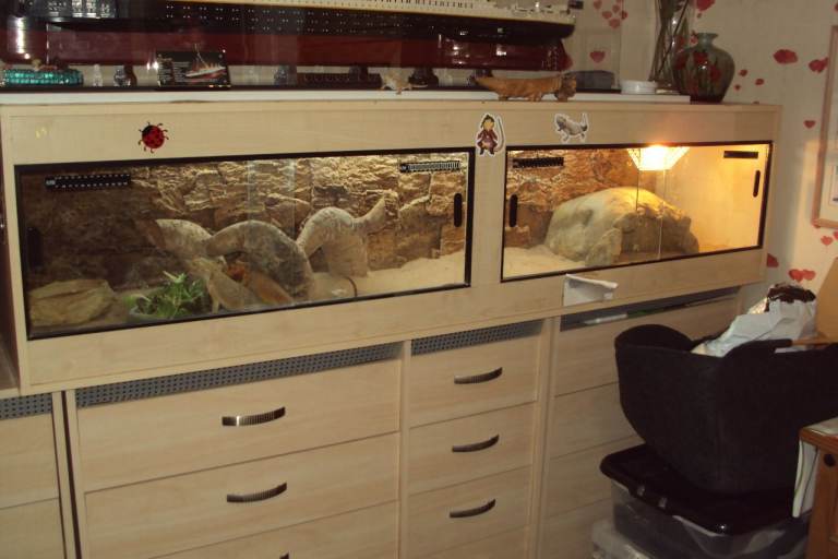 2 adult female Bearded Dragons + set up and extras