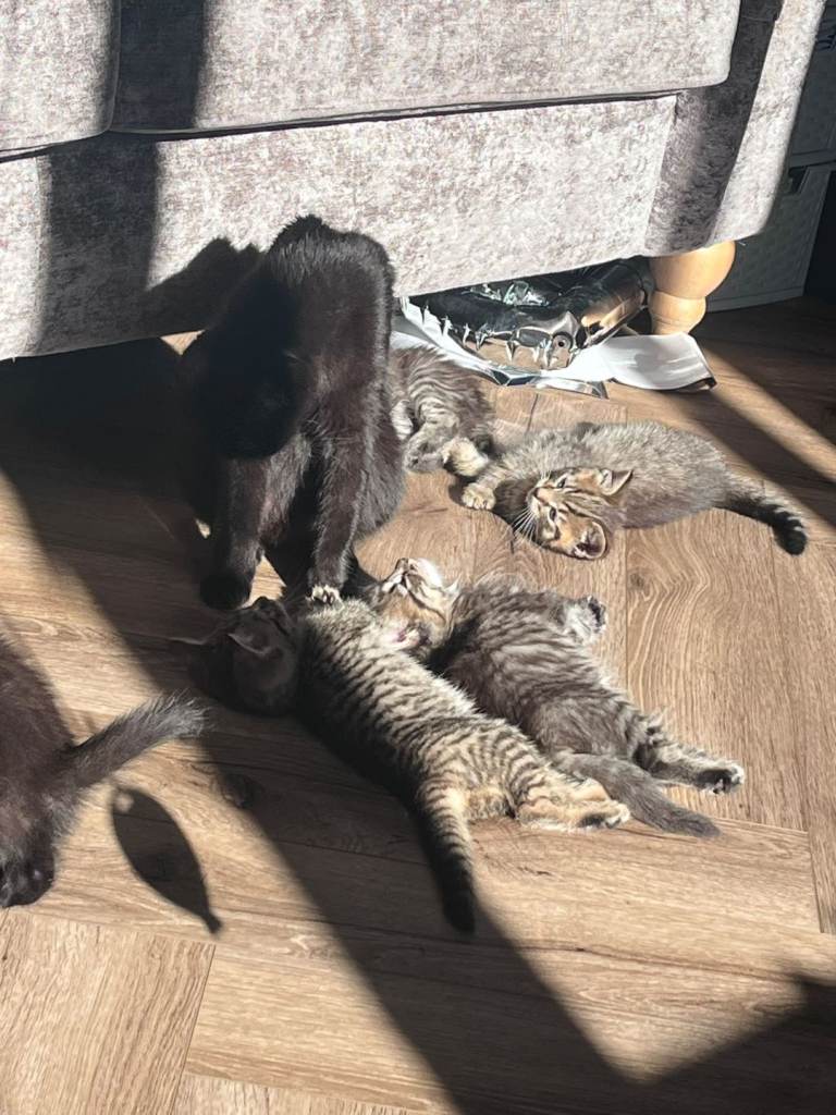 5 Adorable little kittens ready for new homes 