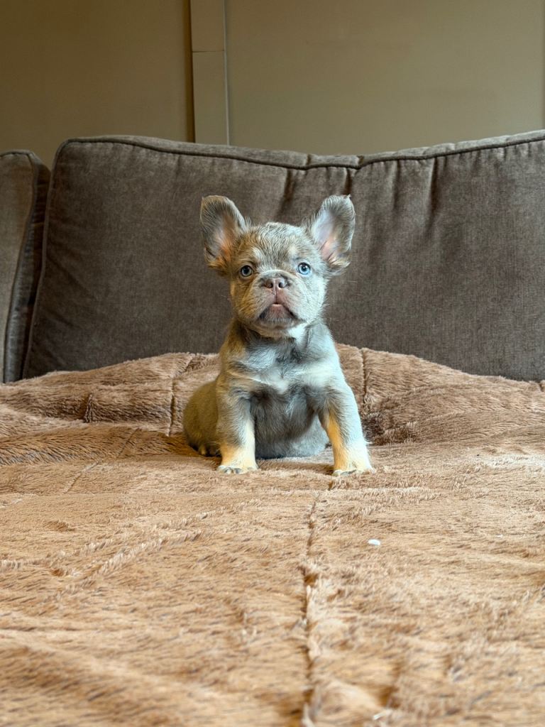 Fluffy French bulldog puppies. 