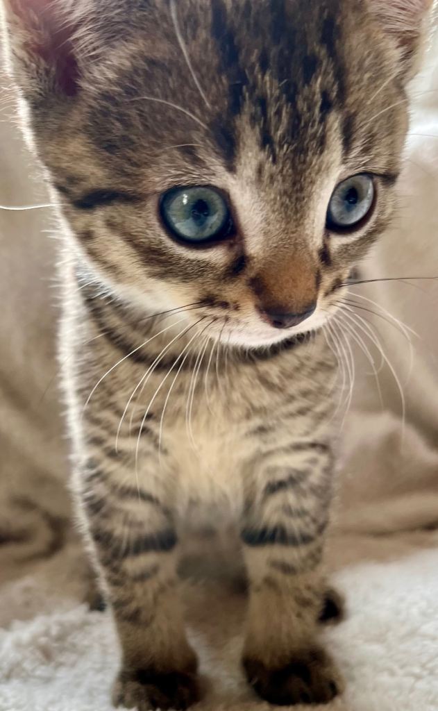 Gold Glitter Bengal X Kittens With Famous References! 