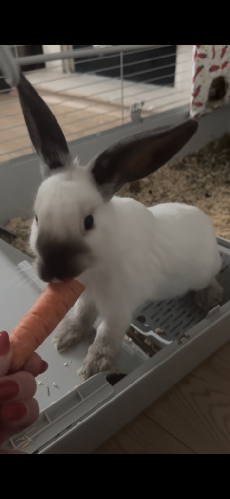 Female Rabbit (13 Weeks Old) !!!!SOLD!!!!!