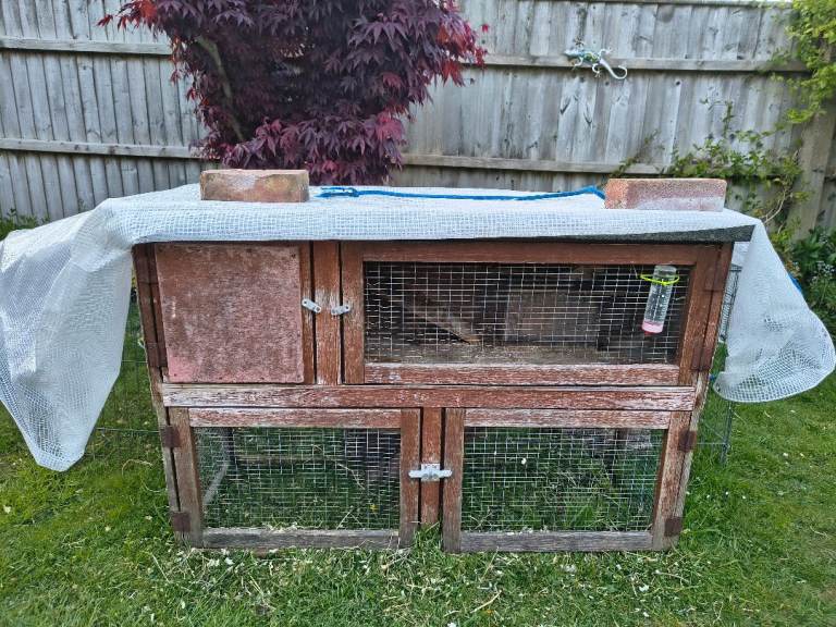 Guinea Pig hutch and run FREE