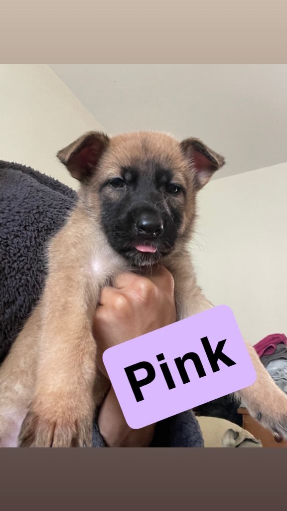 German Shepherd x Belgium Mali 