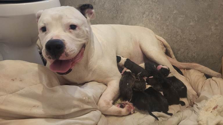 American Bulldog x Cane Corso puppies