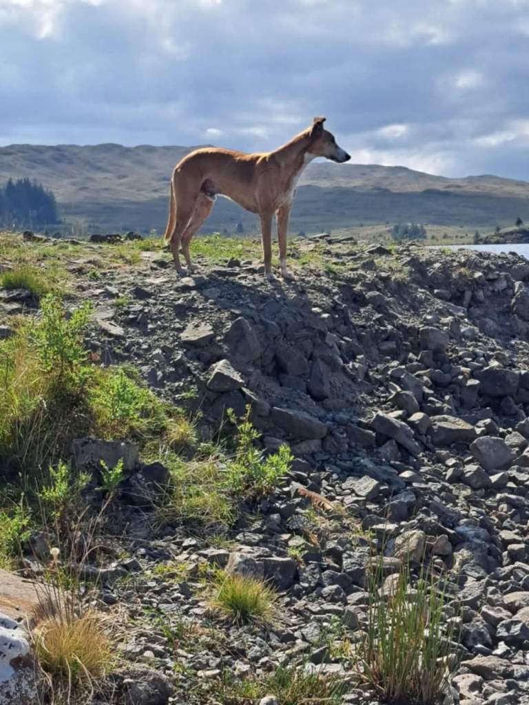 Lurcher pup 1 male pick of the litter