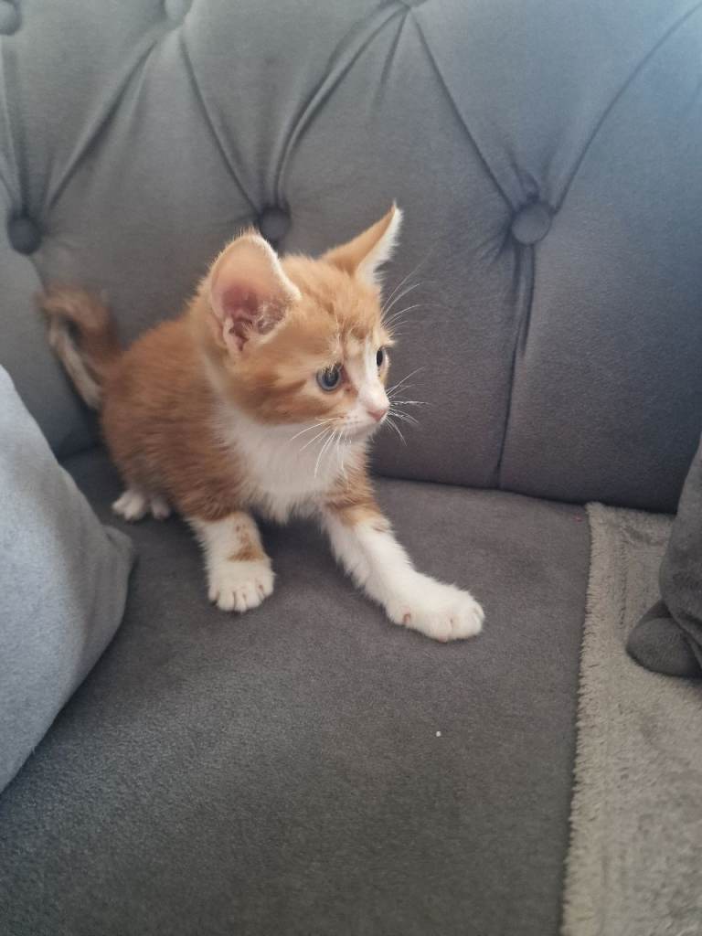 Kittens 