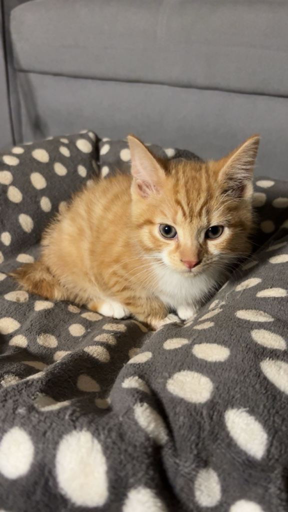 X2 Ginger kittens - Ready to leave!