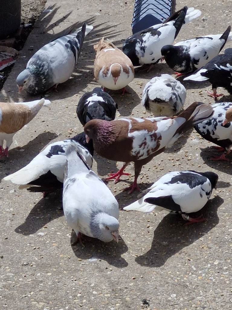 Pure breed Afghan pigeons for sale only 35