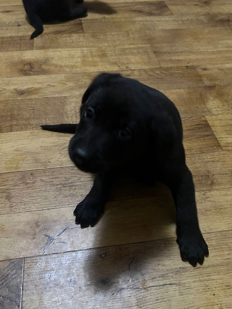 Black Labrador Puppies – Healthy, Friendly & Ready for Loving Homes