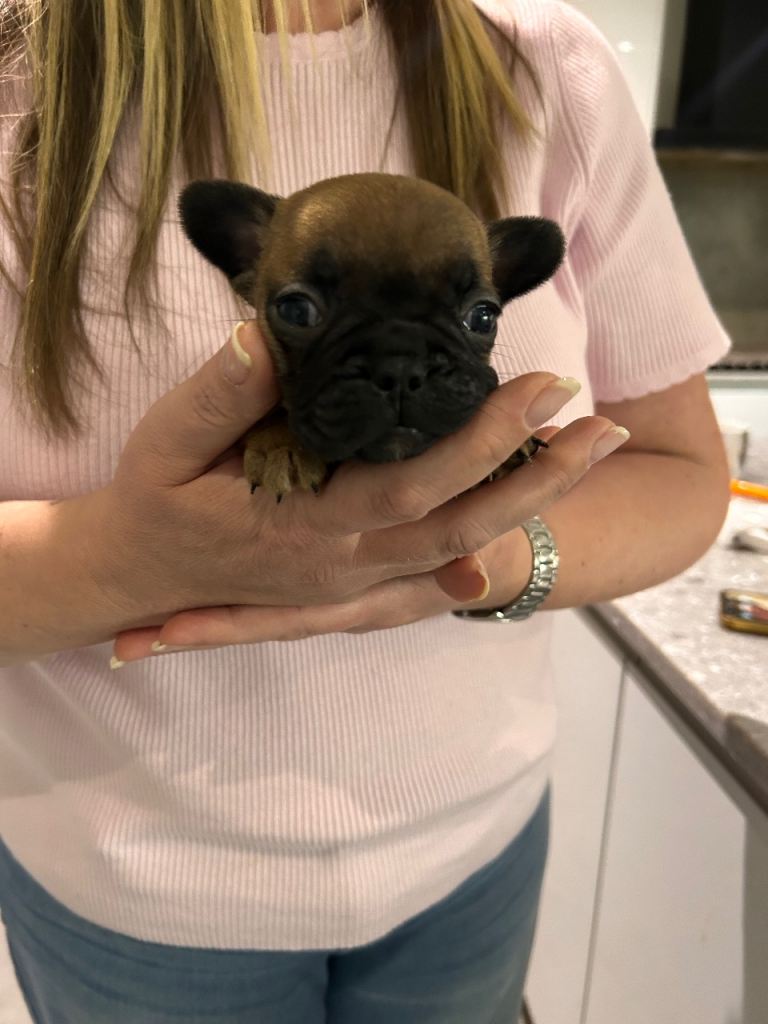 All puppies have been rehomed.