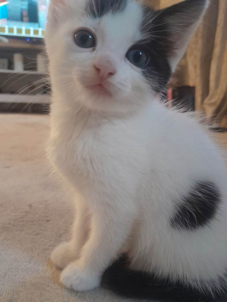 Kittens 