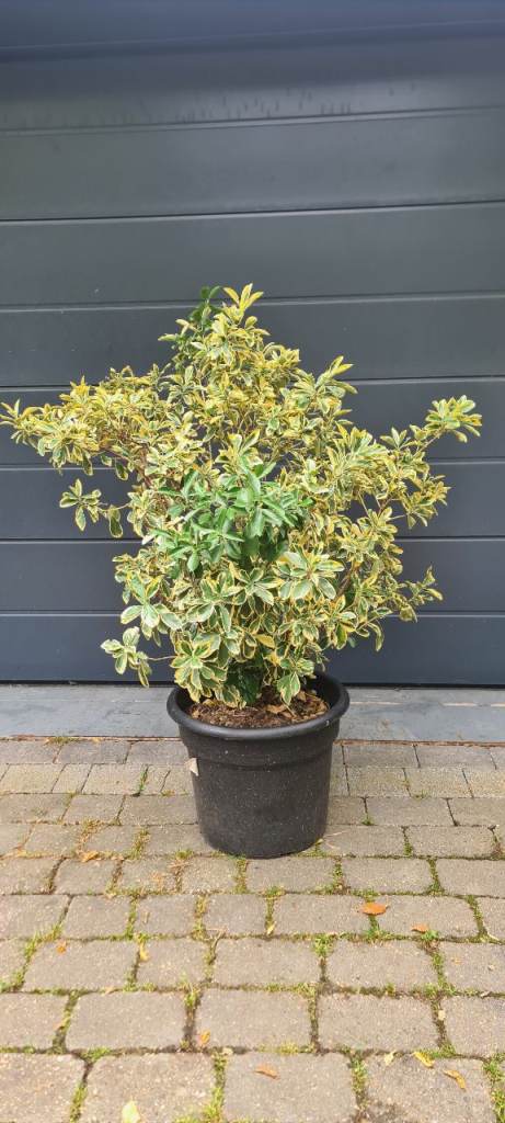 Garden Shrub Euonymus Japanicus large hedging Ornamental plant Japanese Spindle 