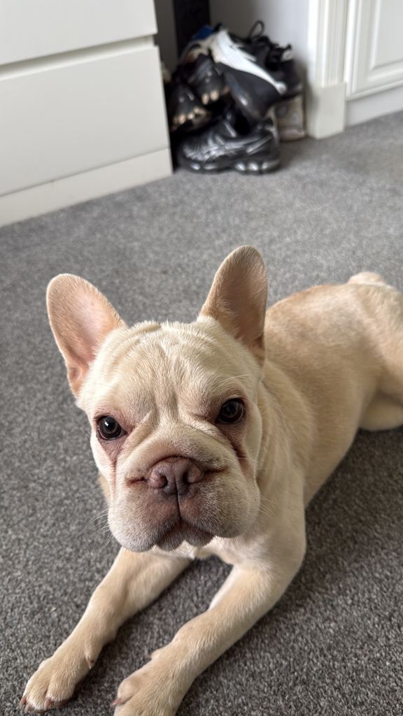 Puppy French Bulldog, Yogi 