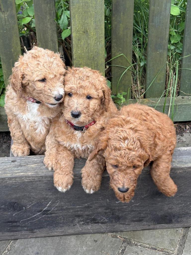 Golden doodle puppies Ready now 