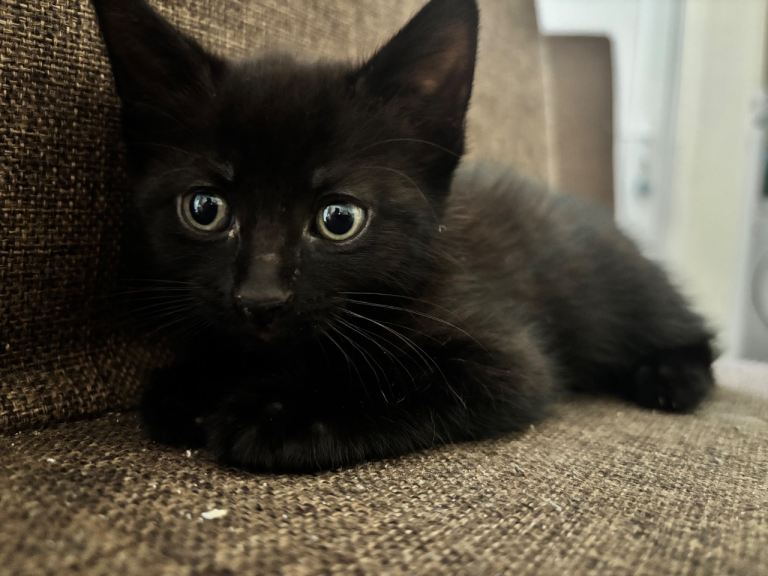 Adorable Litter Trained Kitten for Sale "Female"