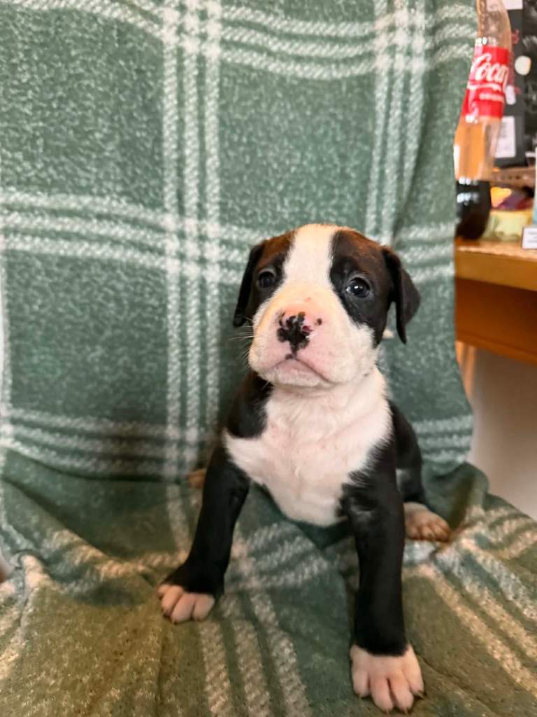 image for American bulldog pups