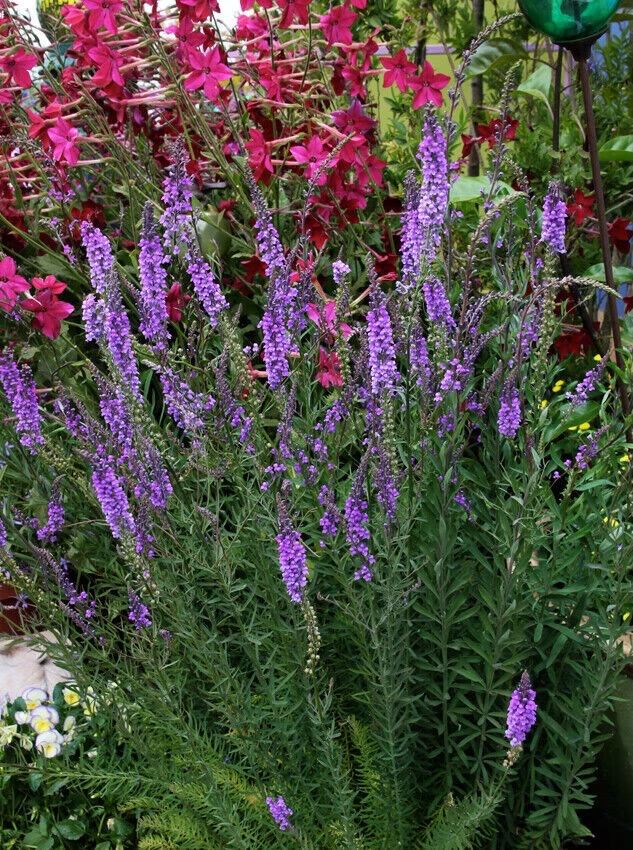 Linaria purpurea Purple toadflax Cottage garden perennial plant