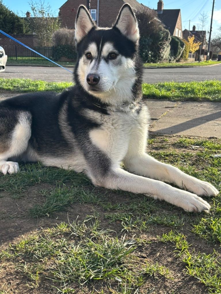 Siberian husky 2 years old for rehome 