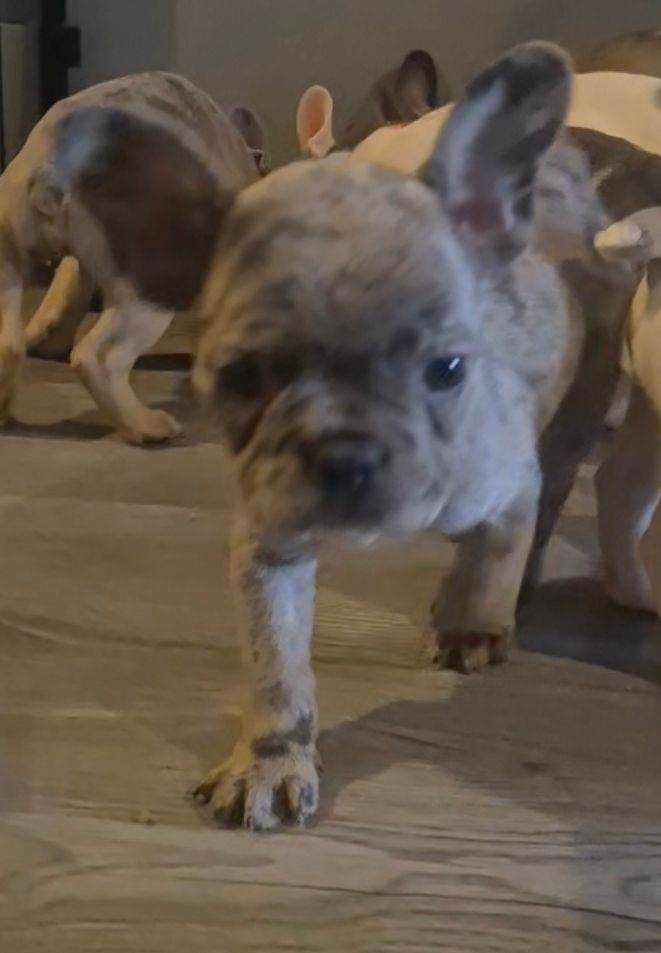 Dwkc frenchies ready Monday