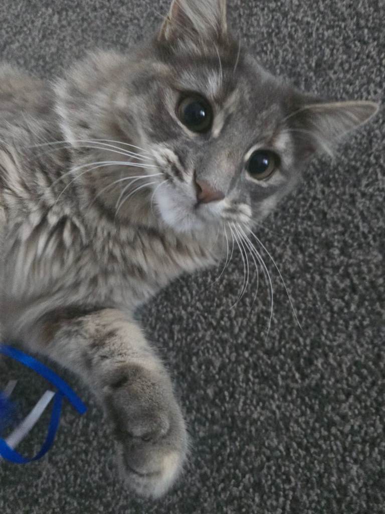 Darcy looking for her forever home