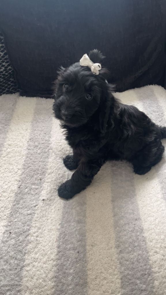 Cocker poo puppies 