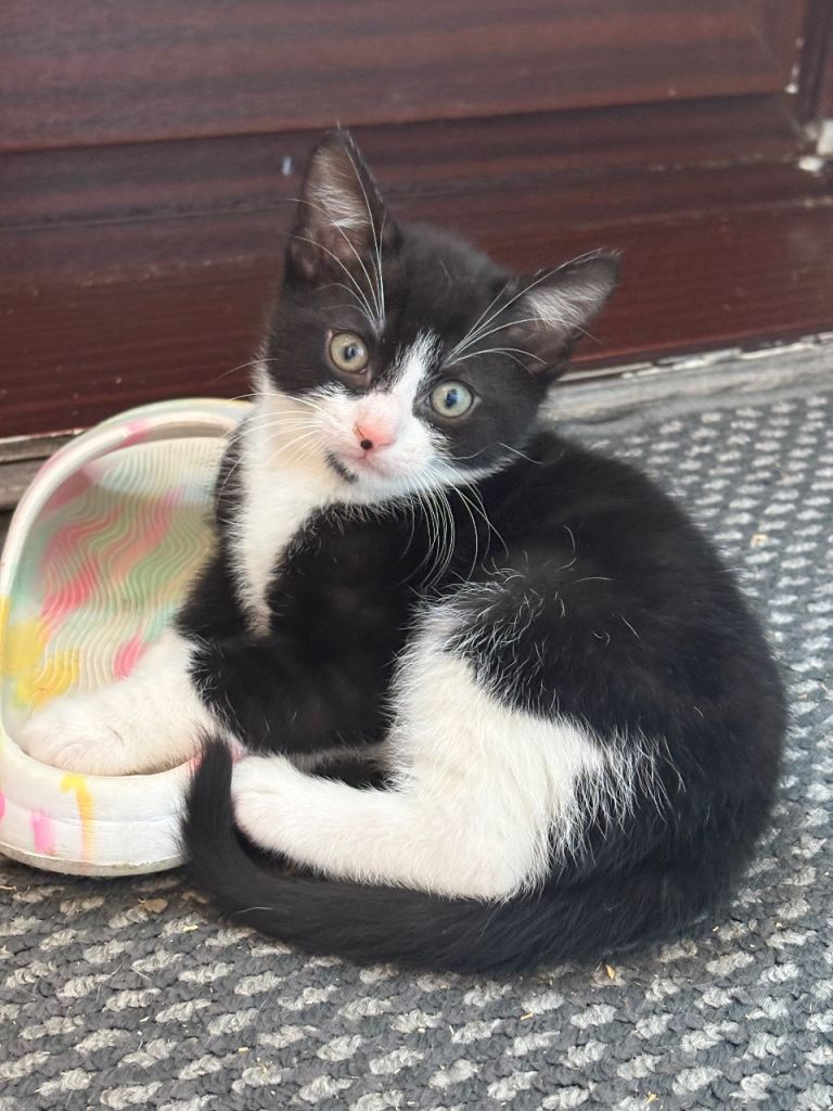  Black & White Kittens + Toby – Ready Now