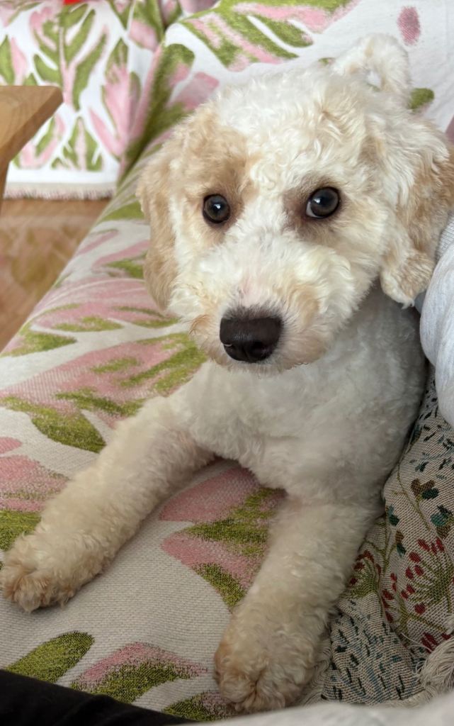 Rehome Poochon