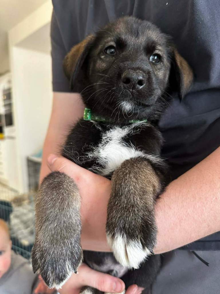 1 left Husky Shepherd mix pups