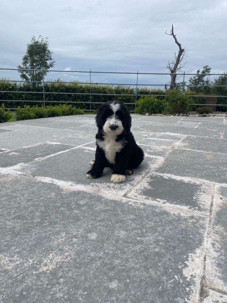 Old English Sheep Dog X Cockapoo (Sheepadoodle) puppies 