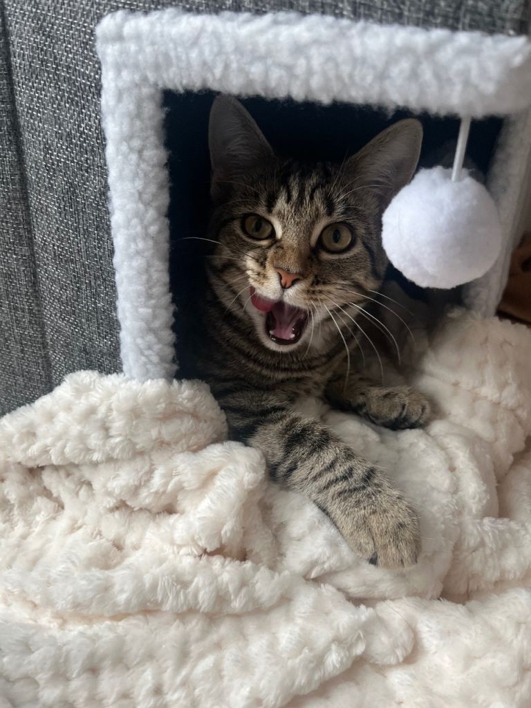 Beautiful Kitten Looking for a Loving Home💕🐈