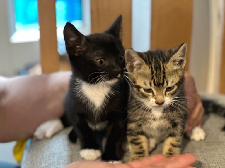 Kittens £80 each