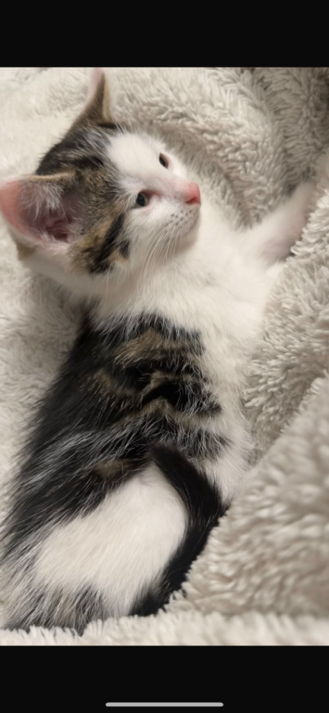 Playful kitten