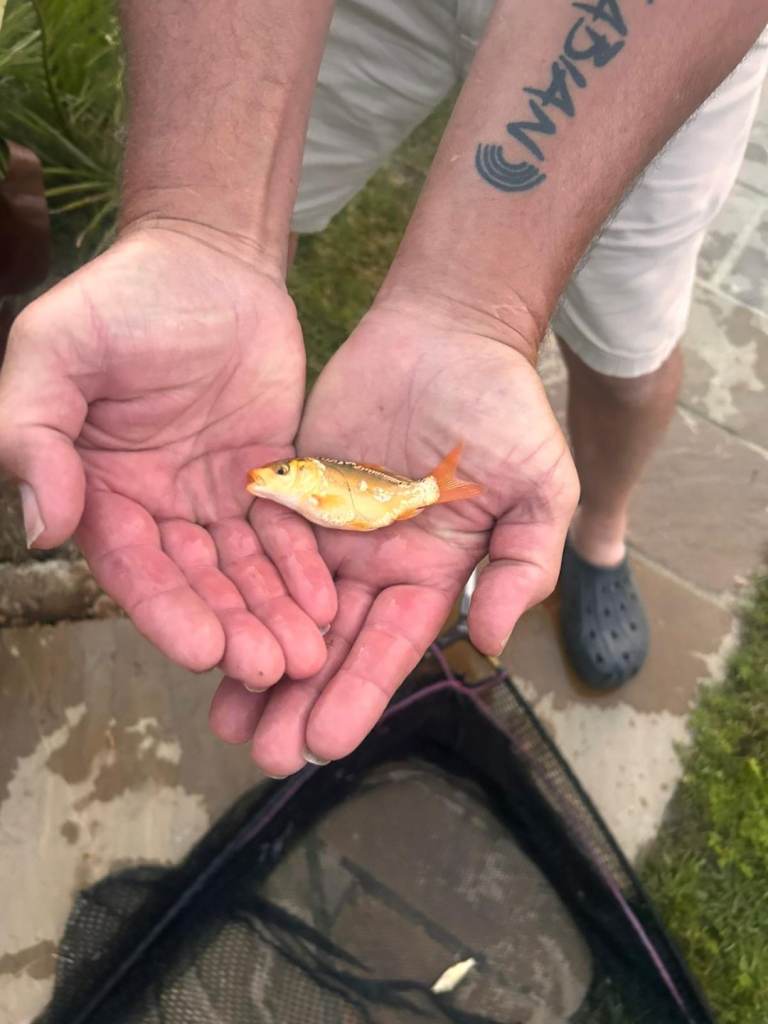 Natural bred Koi 