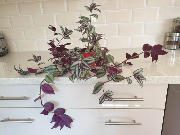 Lovely Trailing Houseplant - Tradescantia