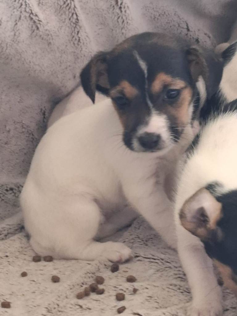 Jack russell puppies 