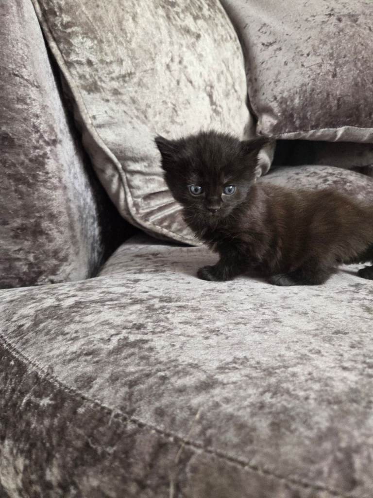 Beautiful kittens for sale 😍  please read description before contact‼️