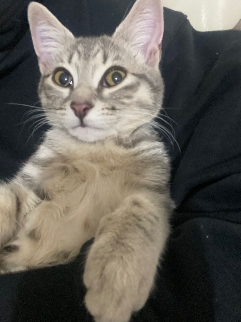 Kitten