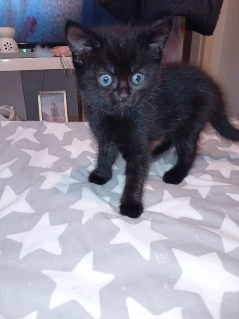 Kittens for sale 
