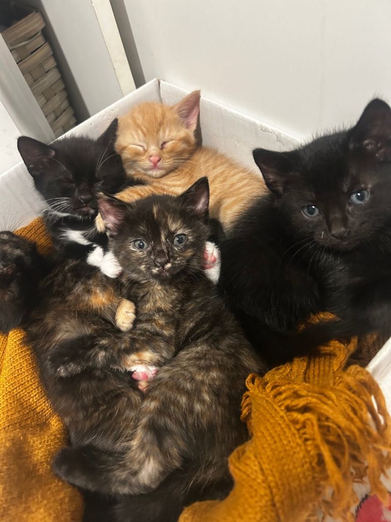 Black kitttens available in E14!