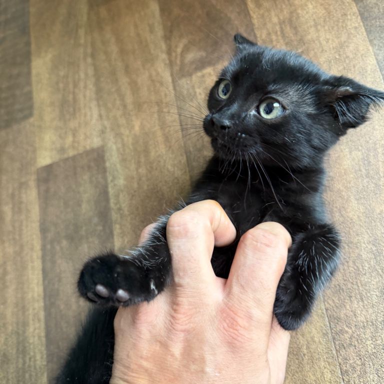 Kittens 