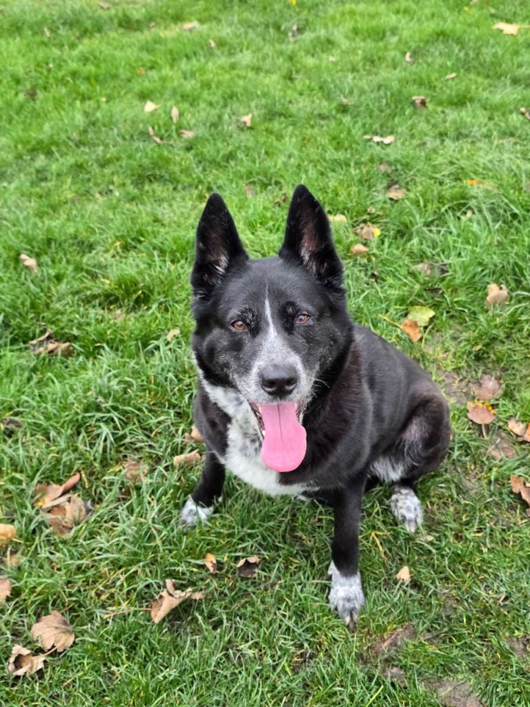 Border Collie mix seeks permanent home
