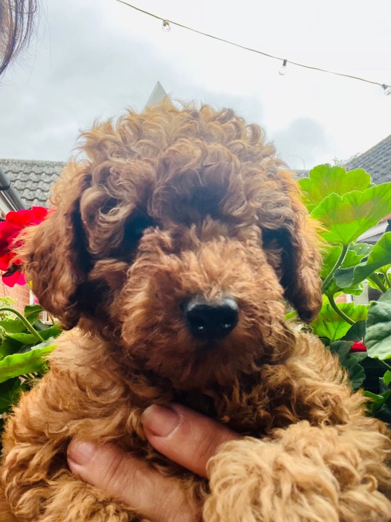 Toy Poodle Puppies 