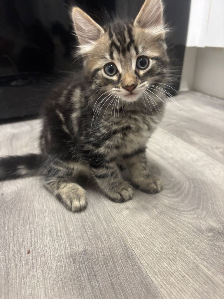 Maine coon kittens 