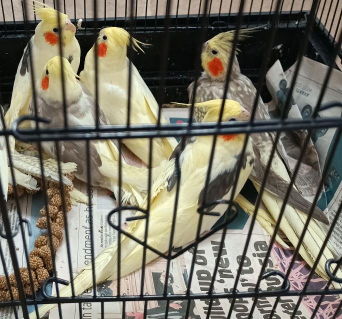 Baby & Young Cockatiels – Own Aviary – Collection Only 🦜