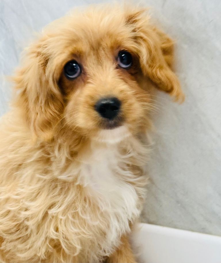 Cavapoo Puppies