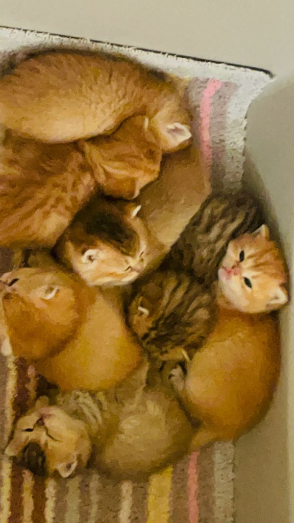Adorable British Shorthair Kittens