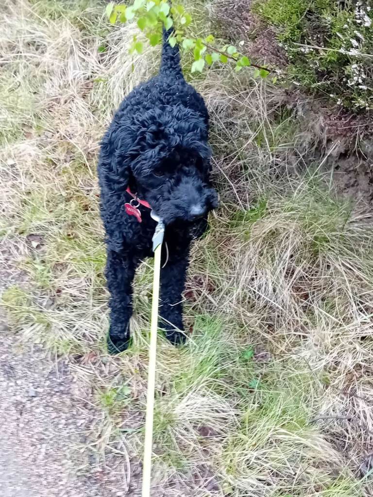 Female cockapoo DOB 16th May 2025